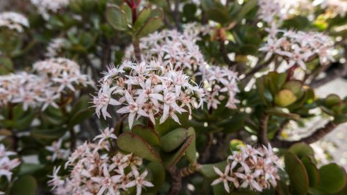 Tips For Helping A Jade Plant Bloom Indoors