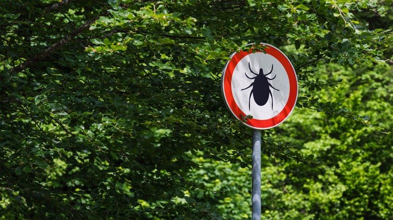 Stop Flushing Ticks Down The Toilet & Use This Foolproof Method Instead