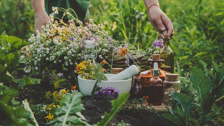 Herbs You'll Want To Avoid Growing Too Close Together In The Garden