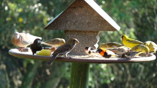 5 Types Of Bird Seed And Which Ones To Use To Attract Your Favorites