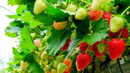 How To Grow And Care For A Strawberry Plant