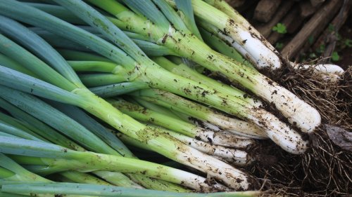 Garden Favorites You'll Want To Avoid Growing Near Green Onions