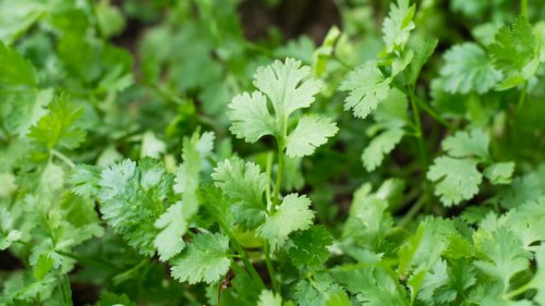 Why You Should Let Your Cilantro Bolt, According To Our Master Gardener