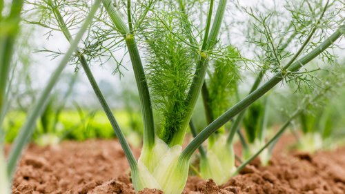 Growing Fennel Is A Great Alternative To Ornamental Grass (With One Major Benefit)