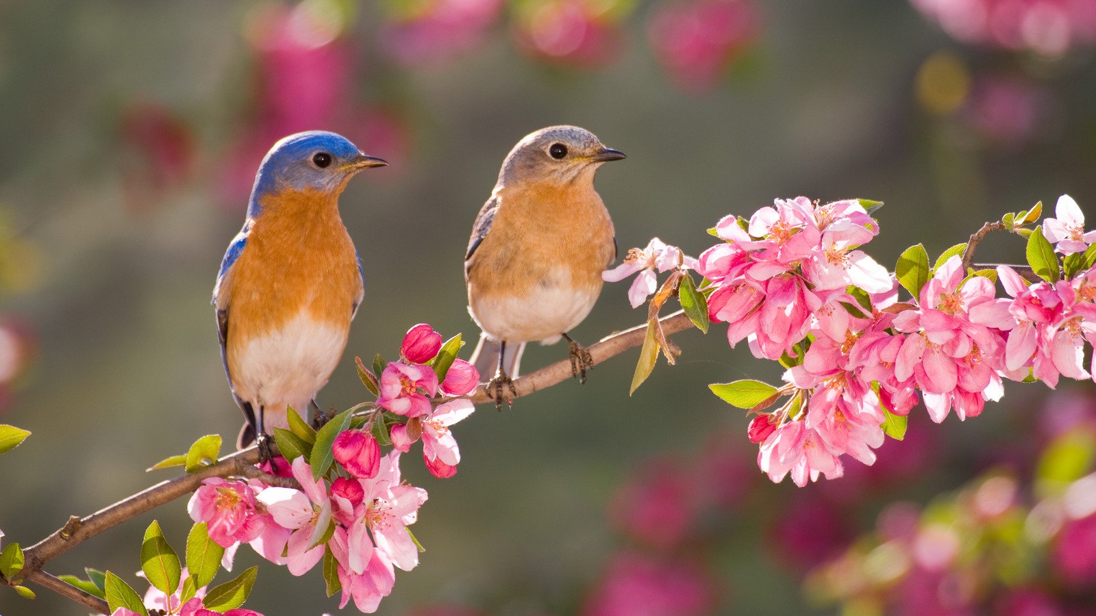 Attract Birds To Your Yard With Martha Stewart's Clever DIY Feeder - House Digest