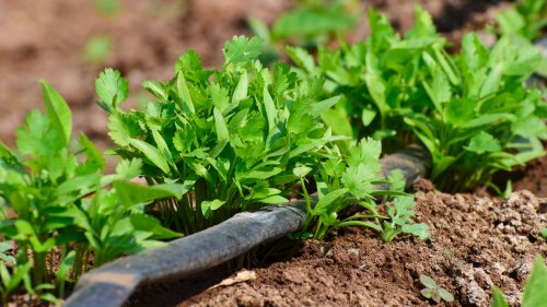 The Soil-Enriching Plant You'll Want To Grow Next To Cilantro In Your Garden