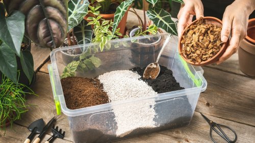 10 Types Of Substrates For Container Gardening