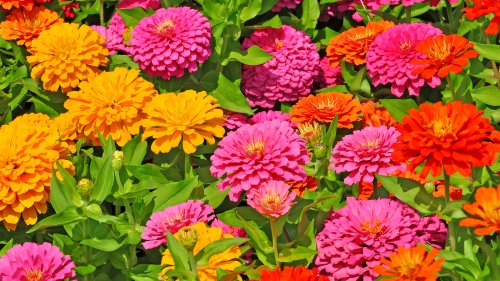 The Downside To Planting Too Many Zinnias That's Causing More Harm Than Good