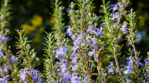 How And When To Prune A Rosemary Bush