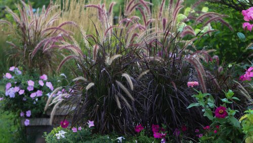 15 Perfect Ornamental Grasses For Your Yard - House Digest