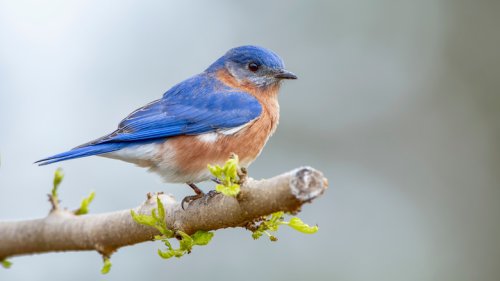 How To Attract Bluebirds To Your Garden