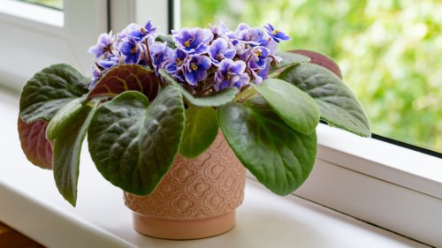 Avoid Making These Crucial Mistakes With Your African Violet Houseplants