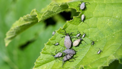 Tips To Keep Harmful Squash Bugs From Taking Over Your Zucchini Garden