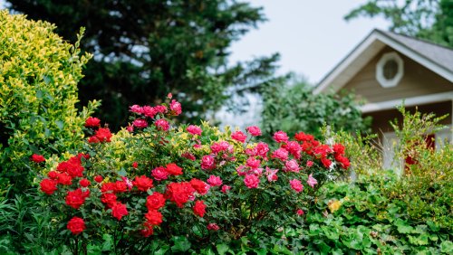 20 Gorgeous Shrubs With Pretty Red Flowers That Will Beautify Your Yard