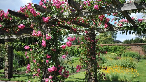 15 Climbing Plants You Should Grow On Your Property