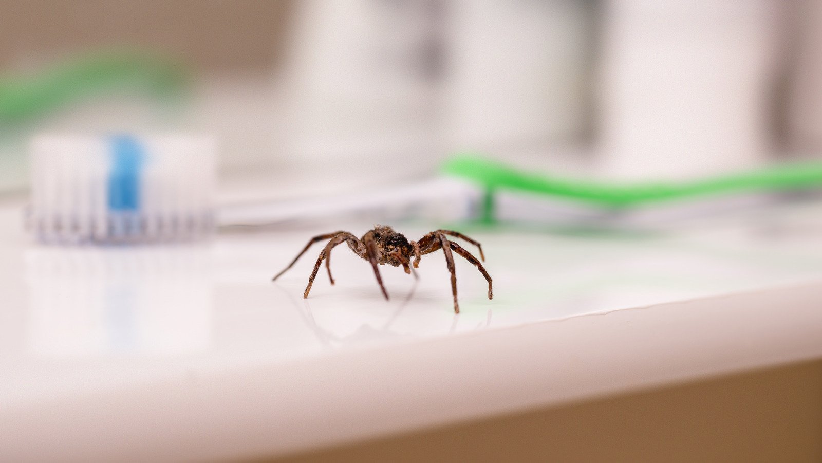 Can A Bar Of Soap Keep Spiders Out Of Your Home?