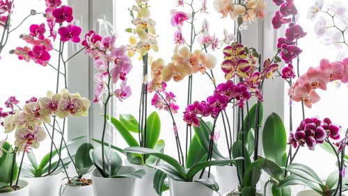 What Is The Best Time Of Year To Plant Orchids? - House Digest