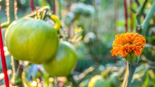 15 Companion Plants You Should Grow Next To Tomatoes In Your Garden