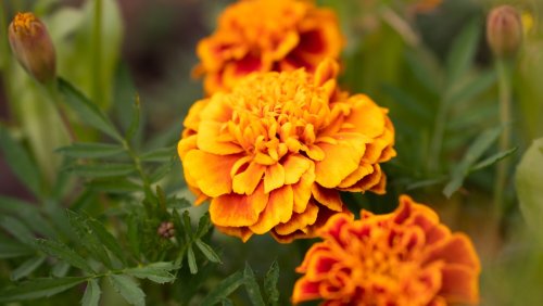What Is The Best Time Of Year To Plant Marigolds?