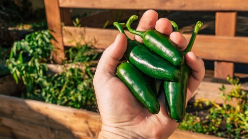 Why You Should Think Twice Before Planting Jalapeños With Other Peppers