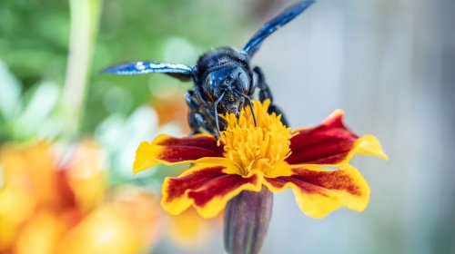 How To Bring More Bees Into Your Yard And Garden, According To Experts