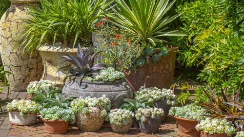 21 Fast-Growing Succulent Plants To Consider Growing