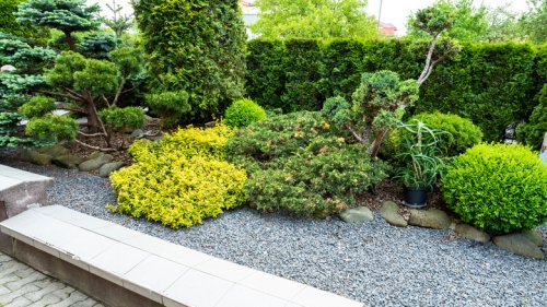 10 Evergreen Shrubs To Make Your Landscaping Look Great All Year