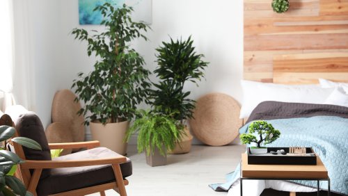 The One Plant You Should Never Keep In Your Home, According To Feng Shui