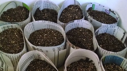 We Tried Using Newspaper Pots For Starting Seeds And Are Impressed By The Results