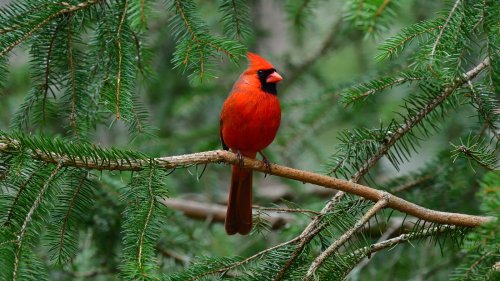 The Herbs You'll Want To Add To Your Garden To Attract More Beautiful Cardinals