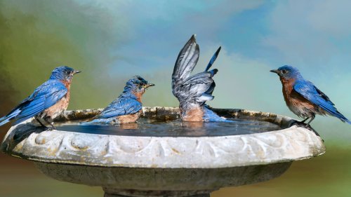 15 Ways To Make A Charming DIY Bird Bath