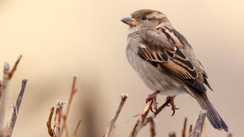 Backyard Birds Of South Carolina | @rwgrooms