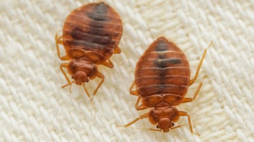 What To Do If You Find Bed Bugs Lurking In Your Carpet