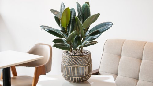 Tips For Keeping Houseplants Thriving In Winter