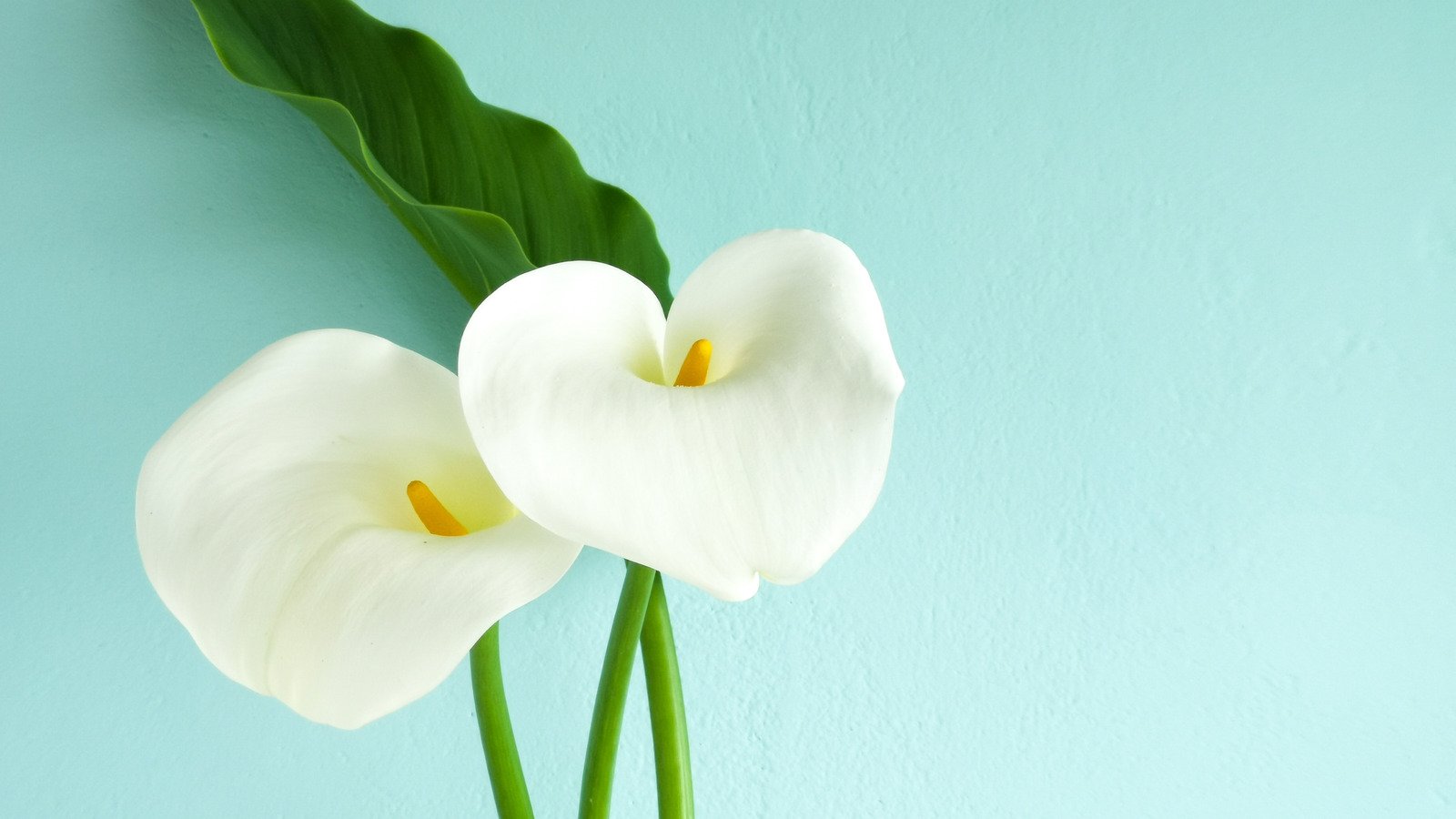 Calla Lilies: Everything You Should Know Before Planting - House Digest
