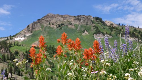 15 Best Native Plants To Grow If You Live In The Mountain West Region