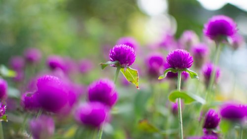 Gardening Mistakes To Avoid Making With The Beautiful Gomphrena