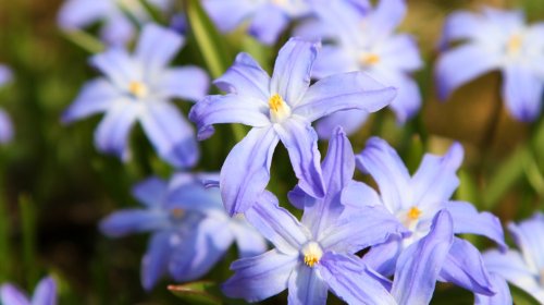 15 Stunning Blue Flowers You Should Grow In Your Garden