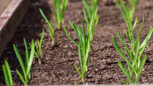 Will Garlic Grow If You Plant It In The Spring?