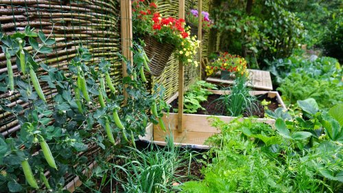 How A Sprinkle Of Cinnamon Can Make Your Garden Thrive