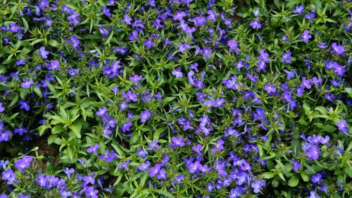 Planting Lobelia Will Quickly Fill In Your Patchy Garden Bed With Beautiful Flowers
