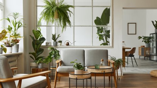Why You Want To Repot Most Of Your House Plants Once Every Year