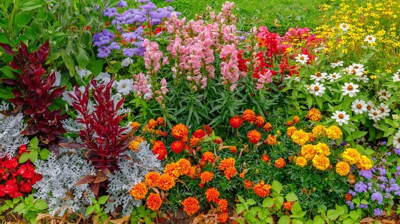 The Gorgeous Flower You'll Wish You Never Planted In Your Garden