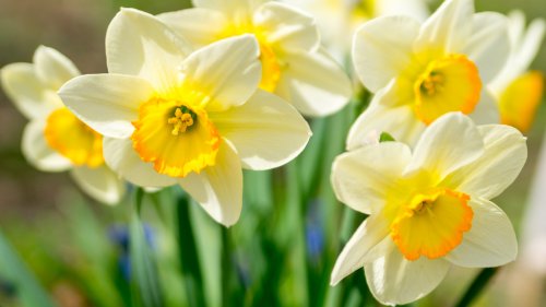 An Easy Way To Grow Beautiful Daffodils Indoors With An Old Mason Jar