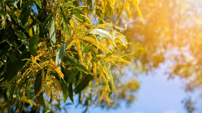 The Invasive Species Of Acacia Tree To Avoid Planting In Your Yard At All Costs
