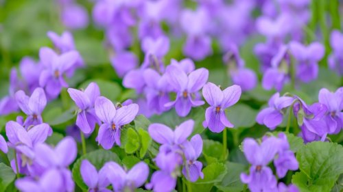 4 Reasons To Let Wild Violets Grow In Your Yard, According To Our Master Gardener