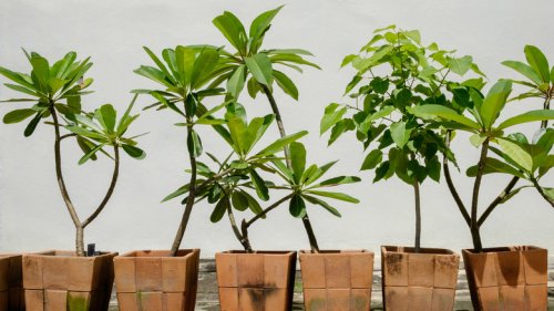 Plant Your Plumeria Tree In A Container And It'll Be Living It's Best Life