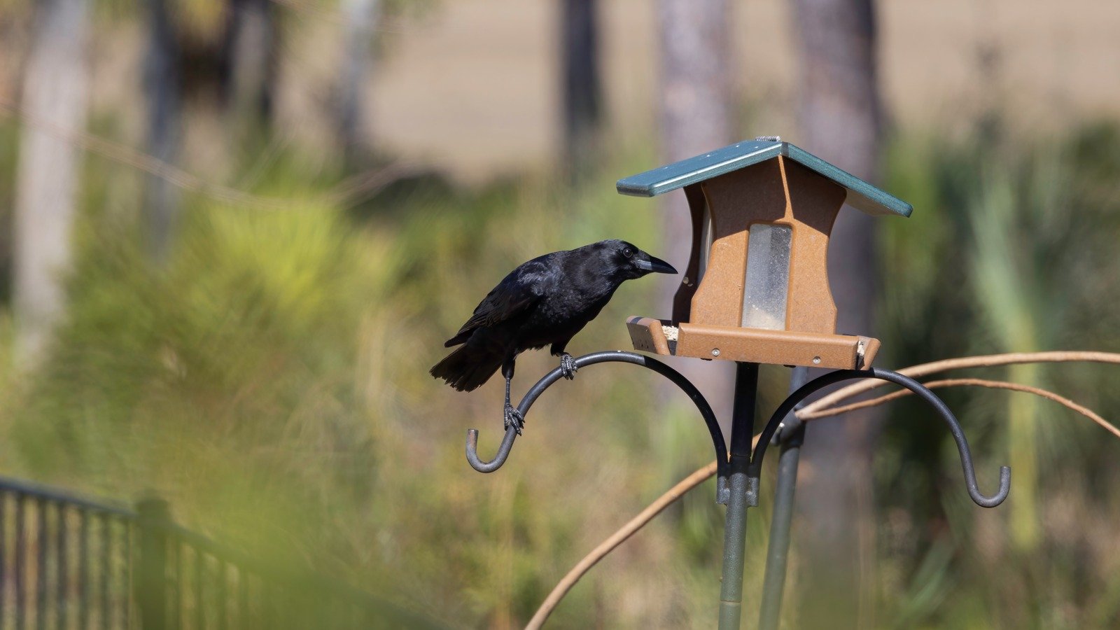 The Bird Feeder Tip That'll Help Keep Crows Out Of Your Yard - House Digest