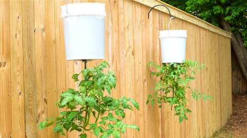 How To Grow Tomato Plants Upside Down (And Why You'd Want To)