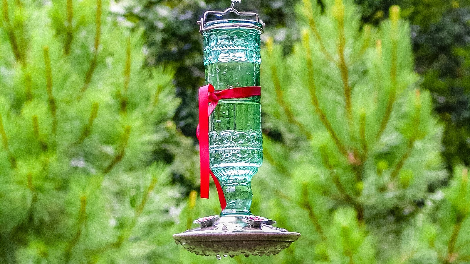 Why You Should Tie A Red Ribbon Around Your Hummingbird Feeder